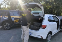PRF intercepta mais de 400 quilos de maconha na BR-101 em Joinville