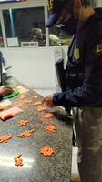 PRF flagra mais de 600 comprimidos de ecstasy em veículo na BR 101 em Joinville