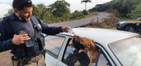 Cães deixados em veículo acidentado recebem água e comida na BR 282 em Faxinal dos Guedes