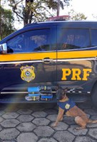 Canil da PRF localiza crack escondido em painel de carro na BR 480 em Chapecó