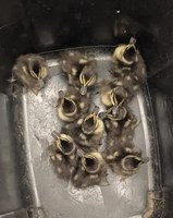 Família em apuros: PRF salva mãe e nove filhotes de marreco que estavam encurralados na BR-101