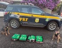 PRF apreende drogas e captura foragido da Justiça em Chapecó