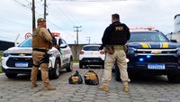 PRF intercepta carro com 25 quilos de maconha na BR-101 em Paulo Lopes