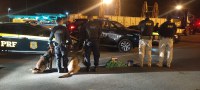 15kg de cocaína são apreendidos com auxílio de cães farejadores