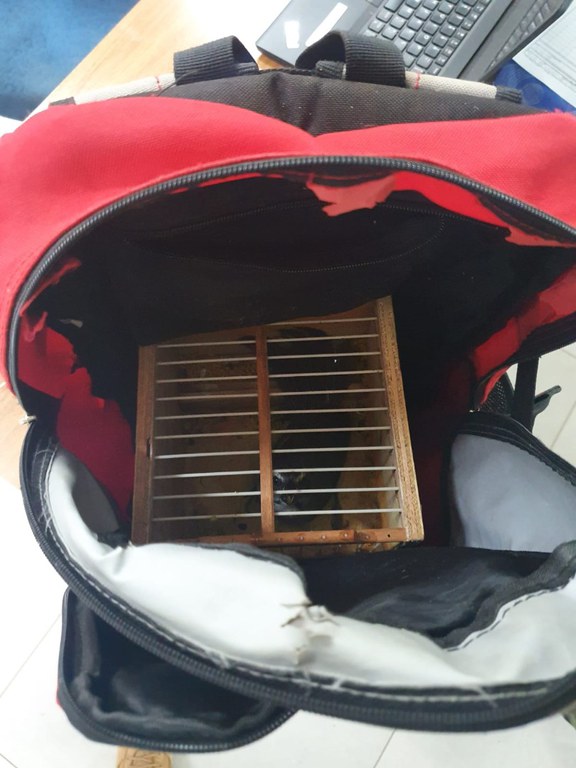 15-09 APREENSÃO AVES SJRP1.jfif