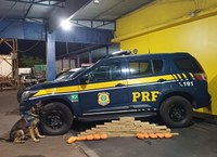 PRF apreende maconha e skunk na rodovia Transbrasiliana