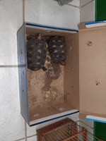 PRF resgata cerca de 15 animais silvestres na rodovia Fernão Dias