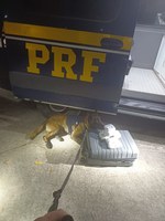 PRF apreende haxixe em ônibus e prende suspeitos por tráfico de drogas na Dutra
