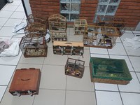 PRF impede transporte ilegal de aves no Vale do Ribeira