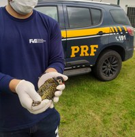 PRF resgata pica-pau-verde-barrado em Caçapava/SP