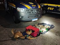 Cães de faro da PRF localizam 20 quilos de maconha em ônibus em Arujá/SP