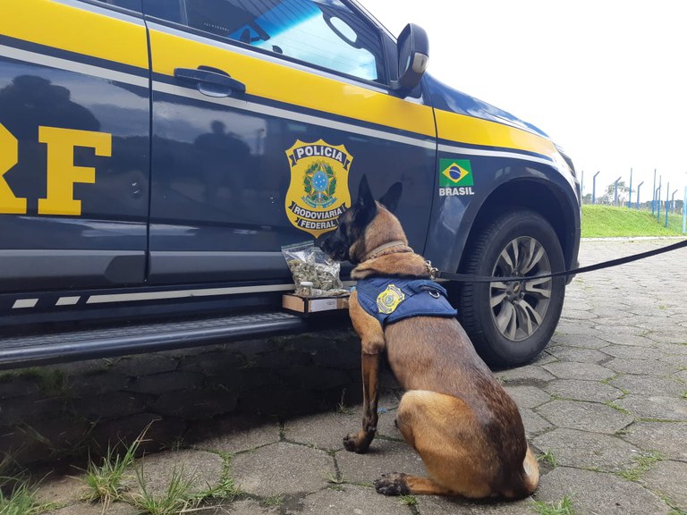 Cão Rato, com a porção de skunk apreendida