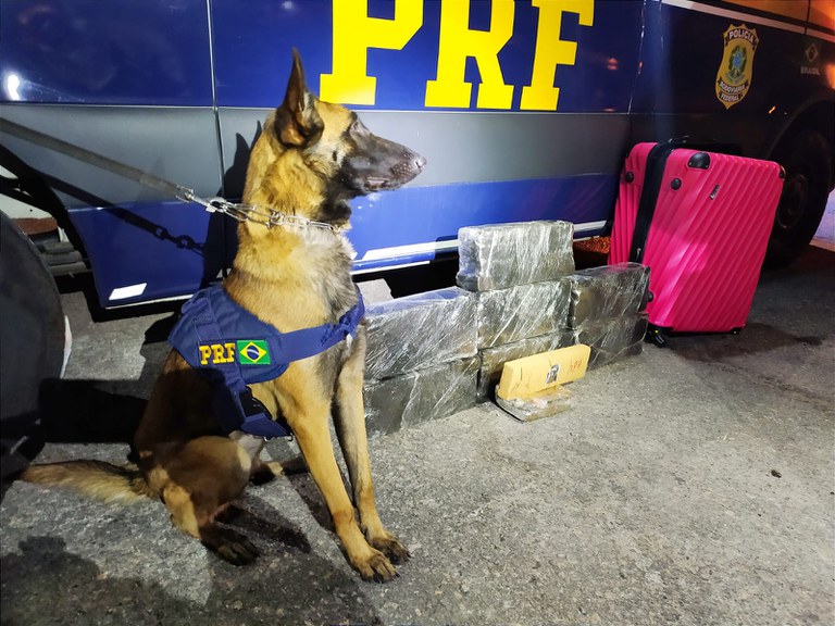 Cães de faro da PRF localizam 30 tabletes de maconha