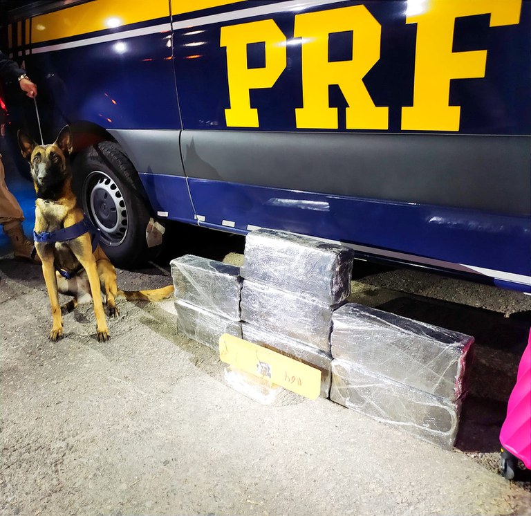 Cão da PRF localiza 30 tabletes de maconha em ônibus na Dutra