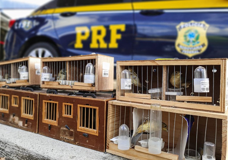 Crime Ambiental: PRF flagra transporte ilegal de 15 pássaros