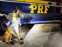 PRF apreende 25kg de maconha em ônibus com auxílio de cães farejadores