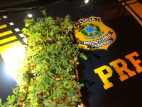 PRF apreende 97 mudas de maconha na BR 116