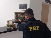 PRF apreende aves silvestres em ônibus na Fernão Dias