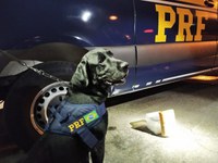 PRF apreende cocaína em ônibus na Dutra