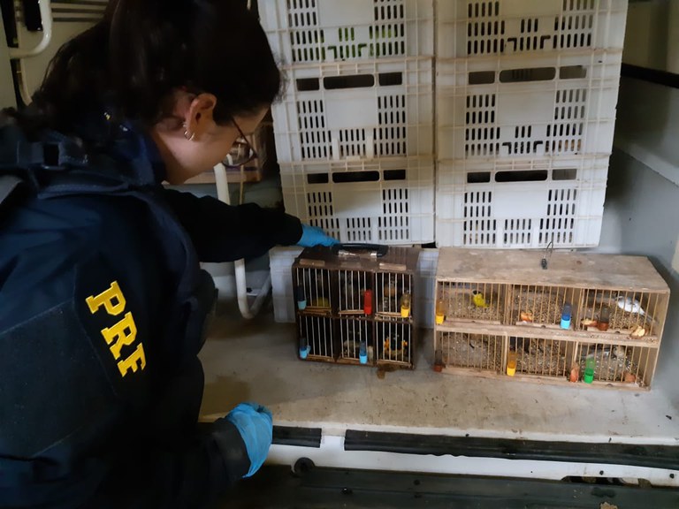 PRF flagra 900 animais silvestres sendo transportados em bagageiro de ônibus
