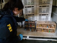 PRF flagra 900 animais silvestres sendo transportados em bagageiro de ônibus