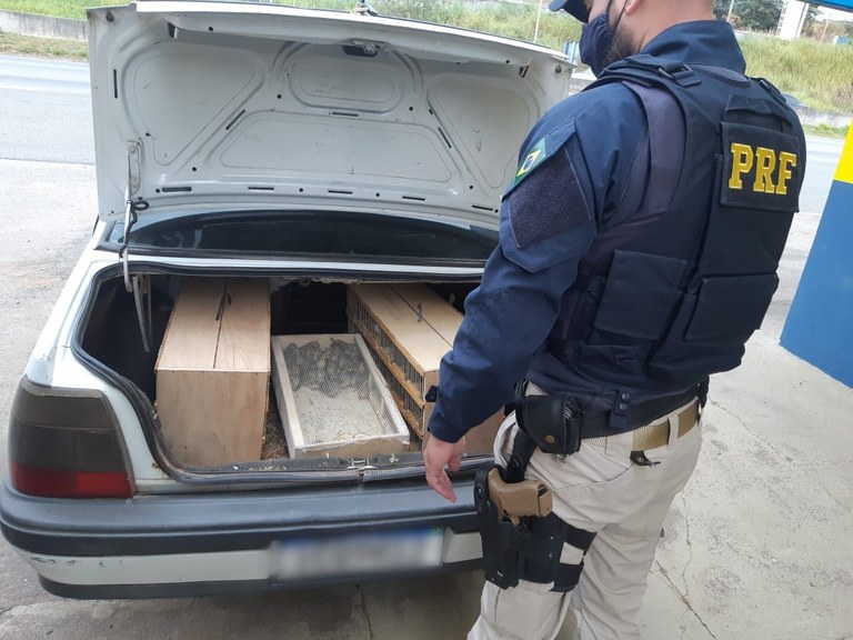 PRF intensifica ações de combate ao tráfico de animais silvestres na Fernão Dias