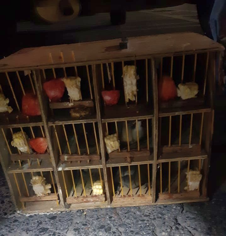 Aves capturadas