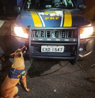 PRF prende homem transportando entorpecentes em ônibus na Fernão Dias