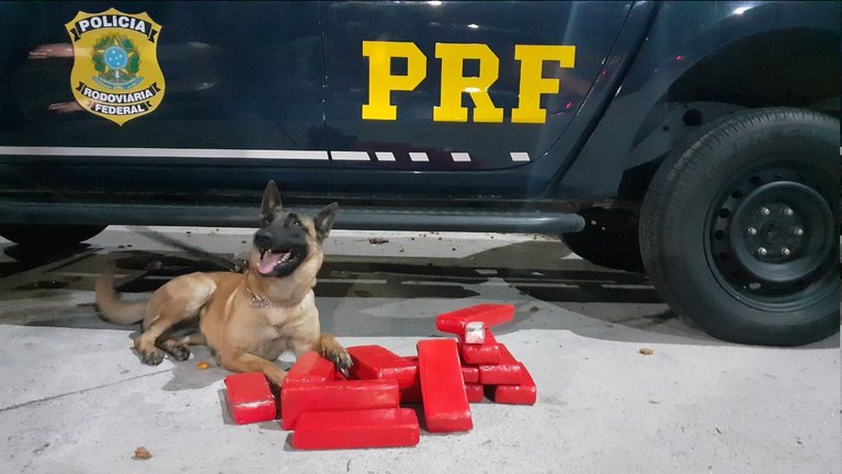 PRF prende mulher de 19 anos transportando maconha na Dutra