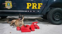 PRF prende mulher de 19 anos transportando maconha na Dutra