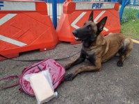 PRF prende mulher transportando droga em ônibus na Dutra