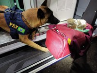 PRF prende passageiro de ônibus por tráfico de drogas