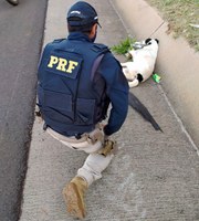 PRF resgata cão agonizante na BR-153