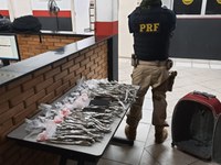 PRF prende casal transportando 500 pinos de cocaína na Fernão Dias