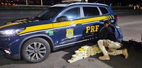 PRF apreende 33 tabletes de cocaína em São José do Rio Preto/SP