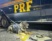 PRF apreende quase 5 kg de "maconha gourmet” em fiscalização a coletivo na Rodovia Presidente Dutra