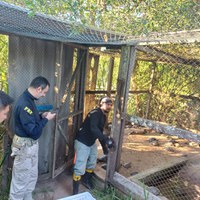 PRF escolta transporte de animais silvestres para reintrodução na natureza e conservação ambiental