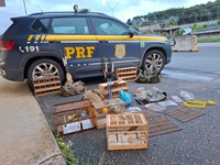 PRF flagra grupo reincidente em crime ambiental durante patrulhamento na Fernão Dias