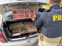 PRF resgata mais de 150 aves silvestres transportadas irregularmente na Régis Bittencourt