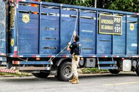Cristinápolis/SE: PRF flagra na BR-101 homem transportando animal de maneira irregular