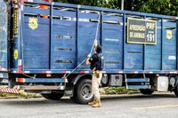 Nossa Sra. do Socorro/SE: PRF identifica dono de animal solto na via