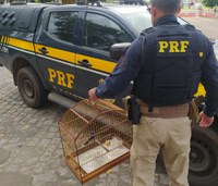 Itabaiana/SE: PRF resgata pássaro silvestre na BR-235