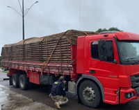 Cristinápolis/SE: PRF flagra dois motoristas cometendo crime contra o meio ambiente