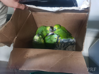 Cristinápolis/SE: PRF resgata pássaros silvestres na BR-101