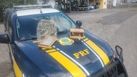Itabaiana/SE: PRF resgata pássaros silvestres na BR-235