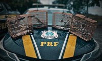 CRIME AMBIENTAL: PRF flagra transporte irregular de aves silvestres em Estância/SE