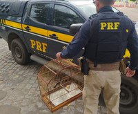 Nossa Sra. do Socorro/SE: PRF resgata pássaro silvestre na BR-101