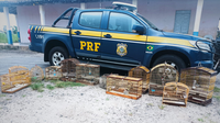 Cristinápolis/SE: PRF resgata 12 pássaros silvestres na BR-101