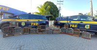 PRF resgata 20 pássaros silvestres em ação em Cristinápolis/SE