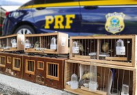 Areia Branca/SE: PRF resgata pássaros silvestres na BR-235